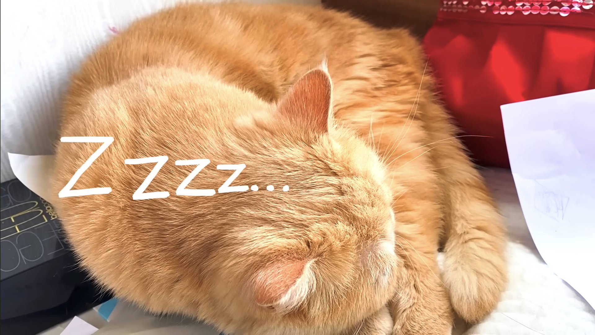 Спас самого маленького котенка в мире смотреть онлайн