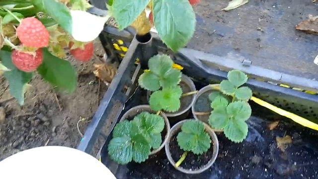 Малина Кванза порадовала в октябре Золотая Зюгана и Версаль продолжают радовать смотреть онлайн