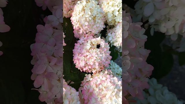 Как прекрасен этот мир. Розовая гортензия. смотреть онлайн