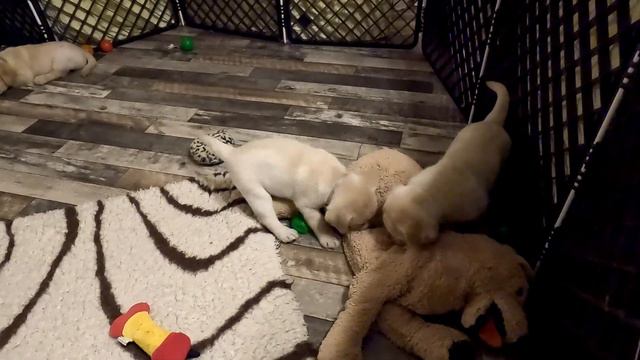 Mayfieldgarden Nr. 1595 Engelchen Oder Teufelchen? Spielen Oder Schlafen? Die Welpen Gehen Ins Bett