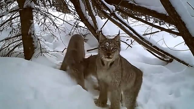 Рысь удачная охота съемка поймала зайца на фотоловушку со звуком зимняя охота рысь в дикой природе смотреть онлайн