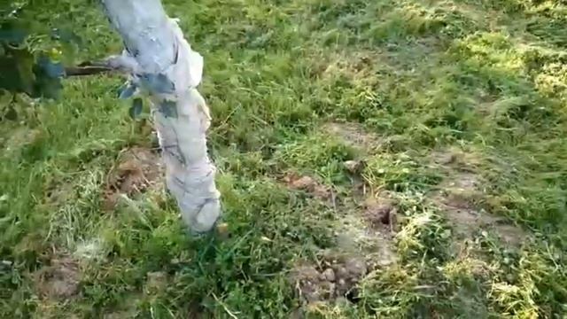 Болезни груш смотреть онлайн