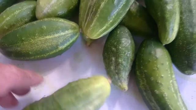 Огурцы GERMAN /Герман...больше никогда и Вам не советую смотреть онлайн