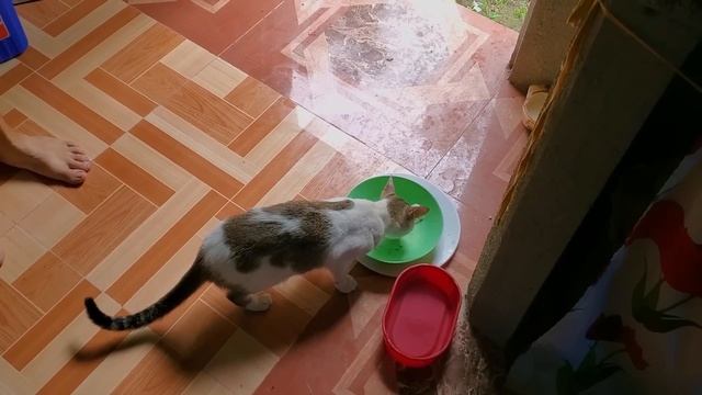 Строим наш домик в деревне | Начинаю делать "дапуг" очаг | Жизнь с филиппинкой в деревне смотреть онлайн