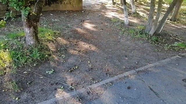 С яблонь сыпятся плоды смотреть онлайн