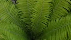 Лучшие многолетники, цветущие весной в Сибири, советы Евгении