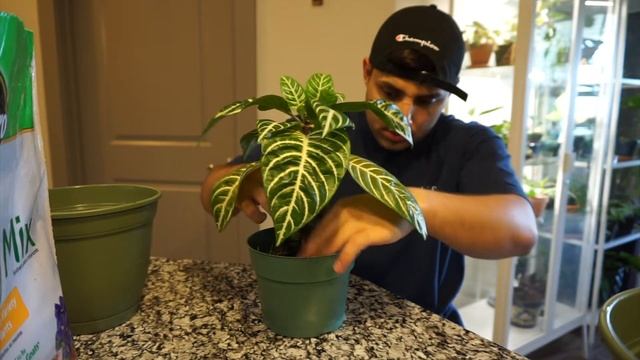 Zebra Plant| Aphelandra Squarrosa| Care смотреть онлайн