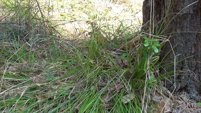 Непрерывное омоложение системы дыхания 3 часть Сытин Г Н смотреть онлайн