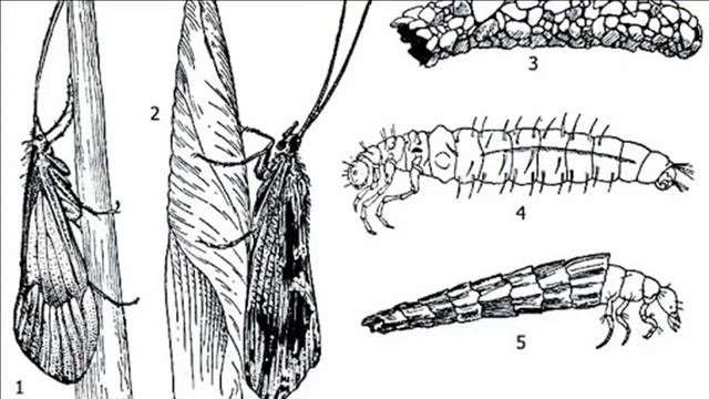 ИТОНИДЫ - Древнейшие насекомые смотреть онлайн