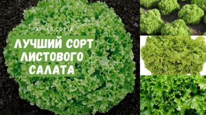 Самый лучший, самый ВКУСНЫЙ сорт салата Лолло Бионда