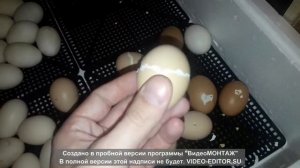 Инкубация куриных яиц от А до Я. Зимняя инкубация. Вывод цыплят зимой. Мой первый опыт.