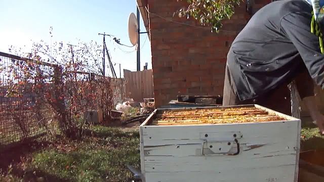 Сжатое гнездо в дадане - залог хорошей зимовки пчел ! смотреть онлайн