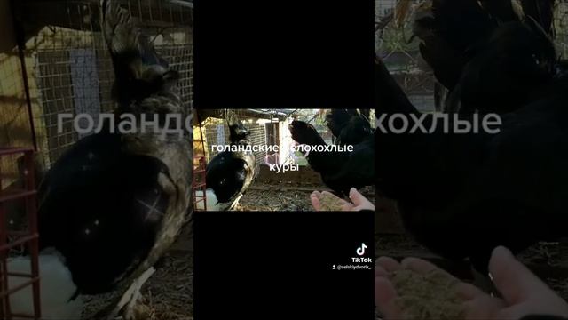 Голандские белохохлые курочки смотреть онлайн