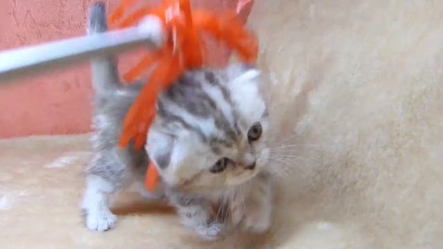 Шотландская вислоухая девочка 1,5 месяца! смотреть онлайн
