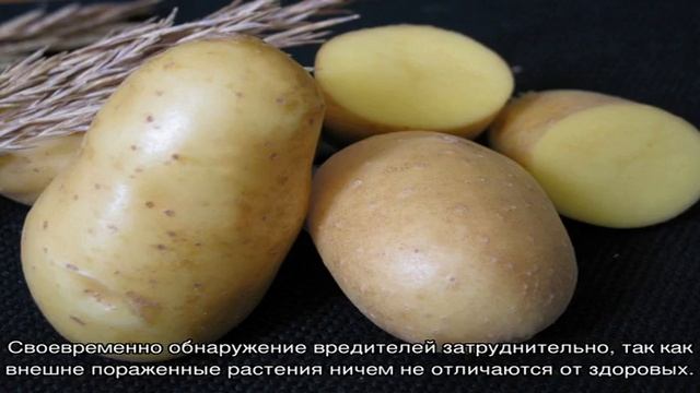 В чем секрет богатого урожая картофеля сорта Невский смотреть онлайн