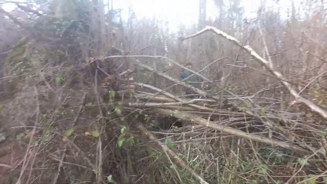 Восстановление лесного ландшафта смотреть онлайн