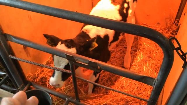 На киндерской ферме Цех по откормке новорождённых телят копия смотреть онлайн