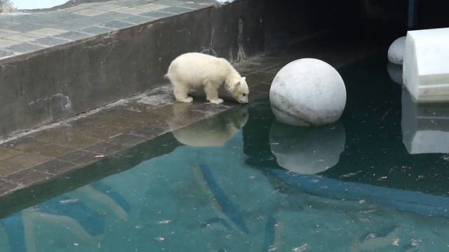 Водичка манит медвежат, а им насыпали снега. смотреть онлайн