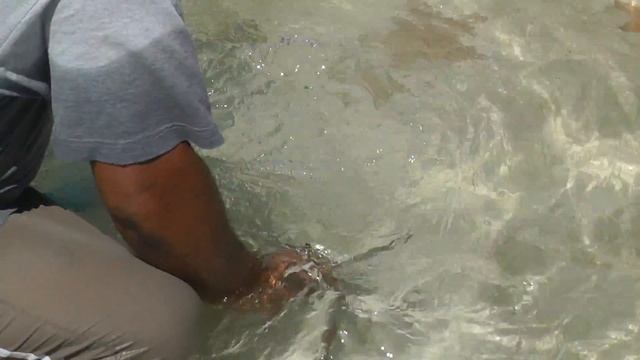 Поедание живого моллюска ламби. смотреть онлайн