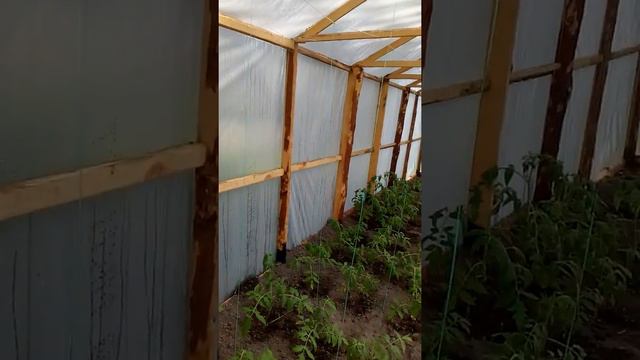 Теплица за 1100 рублей. смотреть онлайн