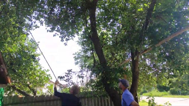 3 Июля Сбор вишни для вина, сорт "Шпанка" смотреть онлайн