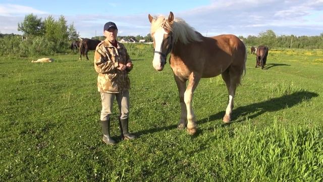 Купили дикую лошадь. У нас проблема! смотреть онлайн