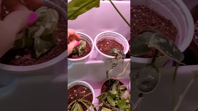 Вторая фитостена и важные факторы для укоренения растений осенью. смотреть онлайн