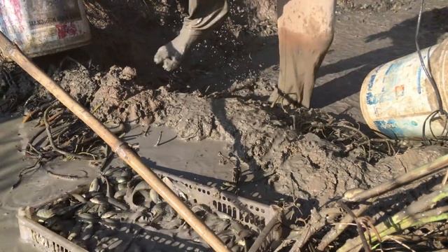 Unique Fishing Man Catching A lot Of Fish - Amazing Catching Fish In Mud смотреть онлайн