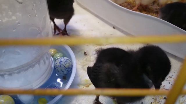 Цыпленок чешется((( смотреть онлайн