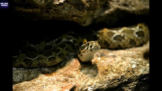 COBRA vs PYTHON | Most Deadliest Encounters | By Mr JAM Speaks смотреть онлайн