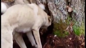 Профессиональная охота в Западной Сибири с гибридом волка и лайки. Казис Буошка.