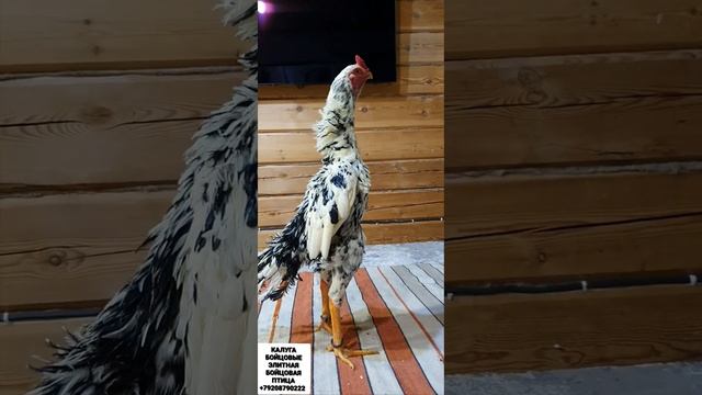 О-ШАМО ДЕРЗКИЙ смотреть онлайн