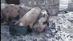 Уличное содержание свиней.  Свиньи зимой в мороз.  Серия №2