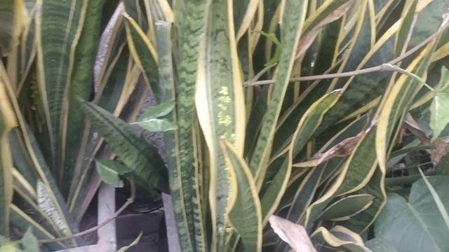 Different Types Of Syngonium Care // Grow Green 445