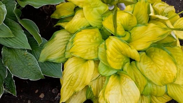 #дизайнсада #хоста /Хоста Стейнд Гласс (лат. hosta Stained Glass) смотреть онлайн