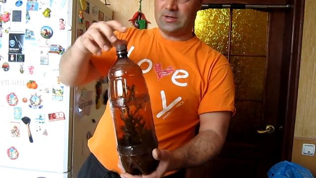 Выращивание можжевельника на подоконнике. Исправление ошибок. смотреть онлайн