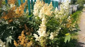 Медоносные цветы рябинника рябинолистного