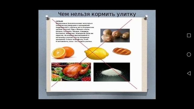Чем можно и чем нельзя кормить улиток ахатин смотреть онлайн