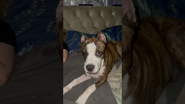 Мамин❤️ #стаф #щенок #амстафф #стаффи #стафф #стаффорд #амстаф #лайф #лайфстайлблог#амстафРаф смотреть онлайн