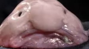 рыба капля интересные факты