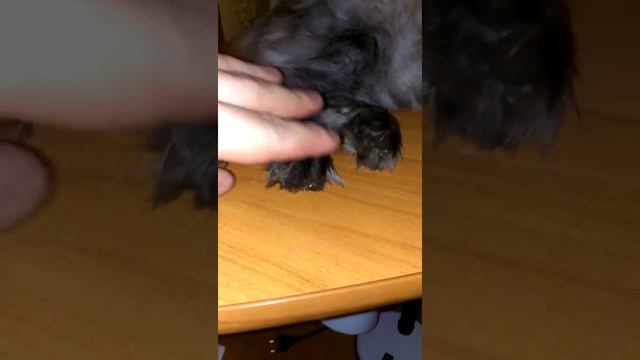 Как заставить кота зивнуть смотреть онлайн