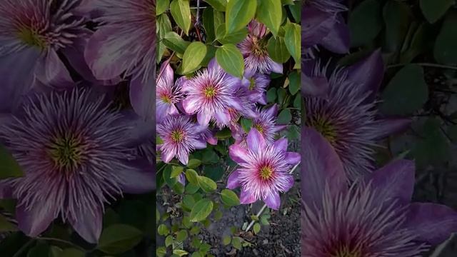 Махровые клематисы смотреть онлайн