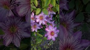 Махровые клематисы