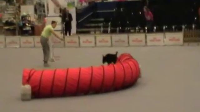 Д-0 Large - Савина Валентина и метис Люсси смотреть онлайн