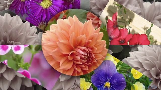 Стили в ProShow Producer -Цветы и Венский вальс смотреть онлайн