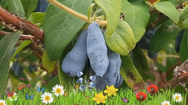 Вегетарианские Рестораны