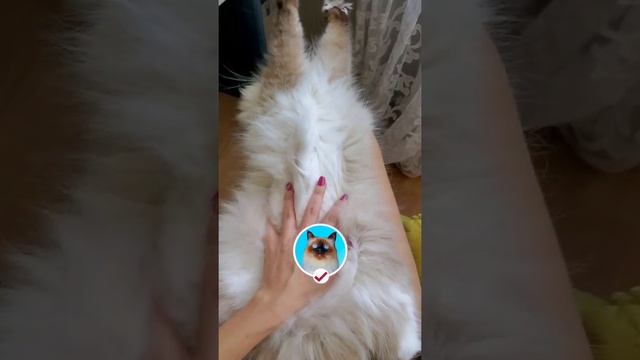 Как понять что ваш котик любит вас смотреть онлайн