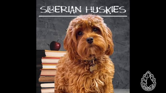 Siberian Huskies | Wiki Wednesday смотреть онлайн