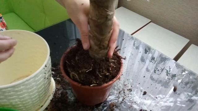 Уход за Юккой. Пересадка Юкки. смотреть онлайн