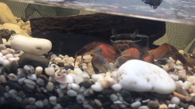 Радужный краб (патриот) смотреть онлайн